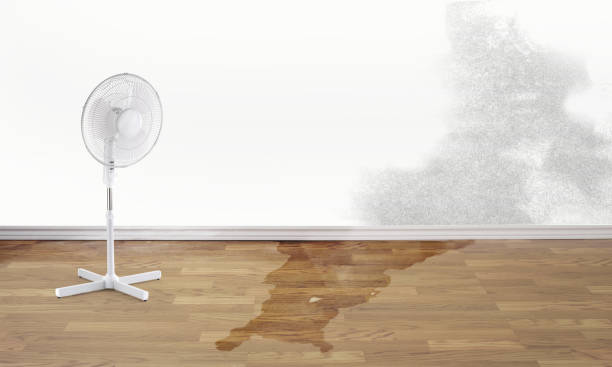 Best Basement water damage restoration  in Reidland, KY