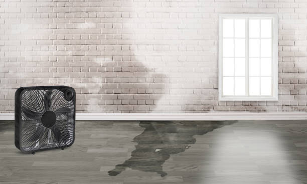 Best Professional water damage repair  in Reidland, KY