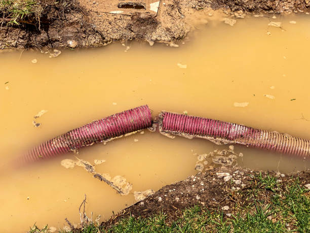 Best Professional water damage repair  in Reidland, KY